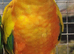 Baby Sun Conure