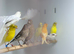 Canaries