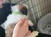 Cava-tzu puppies