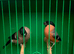 Siberian bullfinches