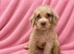 Labradoodle F1B Health clear pups