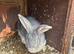 Adult Continental Rabbits Wanted
