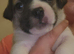 Gorgeous Jug Puppies - ONE PUPPY AVAILABLEDUE TO CANCELLATION!