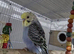 6 beautiful baby budgies looking for forever homes