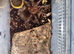 P. Machalla Purple Bloom Tarantula