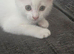 2 white male kittens ready to go to their forever homes!!!