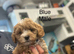 Gorgeous Boys - Maltipoo Ready Now