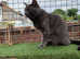 Cat for stud X British Shorthair young male for stud services only