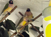 Gouldian finches