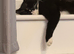 Male cat