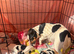 Traditional Jack Russell Puppies