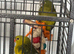 Australian rock pebbles parakeets