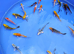 koi for sale £5