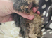 4 Boars available