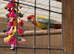 Hen roseella