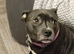 3 lovely puppy's left