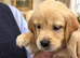 Beautiful RKC registered golden retrievers