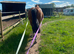 15.3 16yr old mare