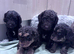 Cockapoo puppies