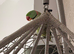 Lovely alexandrine male
