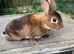 Mini caster rex