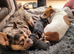 Two beautiful jack cross French pups