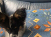 Stunning Boy papillon