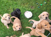 Labrador KC Reg Puppies. READY NEXT WEEK!