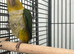 Hand Reared Baby Yellow Thighed Caiques