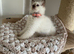 Stunning gccf chocolate ragdoll girl