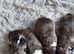 Staffordshire bull terrier