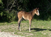 Bay roan Quarter Horse filly