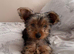 Yorkshire Terrier puppy 1 boy left