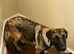 German shepherd cross turkish kangal puppy 14 weeks