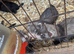 Ferrets for sale
