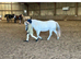 10.2hh lead rein pony