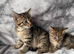 Beautiful kittens looking for their forever home