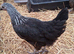 Coloured hybrids pullets 16to18 weeks old