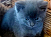 Gorgeous blue grey kitten