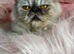 Flat faced exotic Persian cat