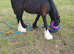 Yearling cob colt