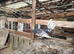 Silver seabright.....breeding pair