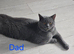Beautiful bsh kittens