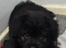 Female gsd cross puppy