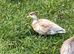 Call ducks available 6 - 8 weeks old