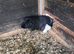 Adult male guinea pigs