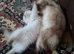 Ragdoll kitten