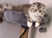 British shorthair cross Scottish fold