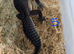 2024 black night leopard gecko female group