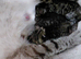 Snow Bengal x kittens